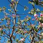 Frau Mölling (vergrößerte Bildansicht wird geöffnet)